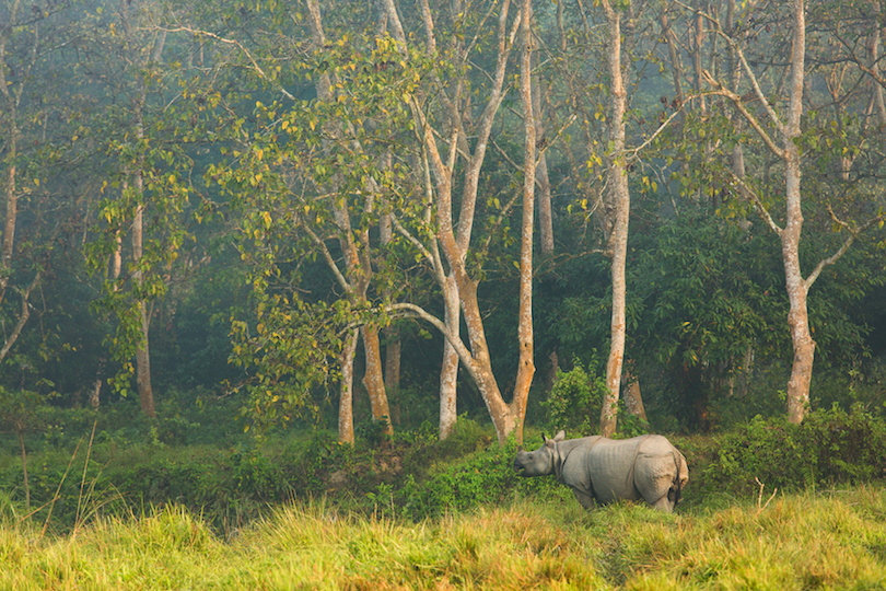 Rhinoceros in the jungle, Chitwan National Park Nepal