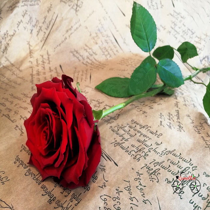 ვარდი, ვარდები