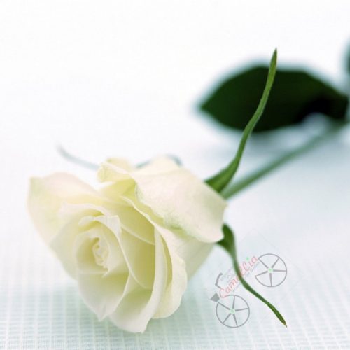 ვარდი, ვარდები