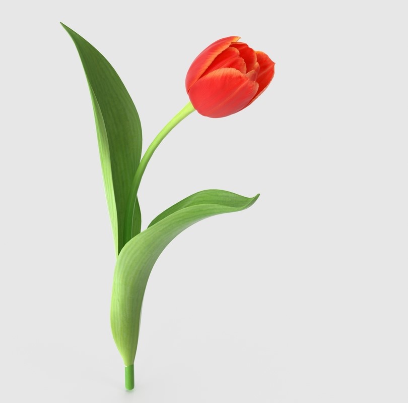 ტიტები, ტიტა, ტიტებით