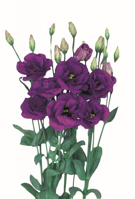 Eustoma